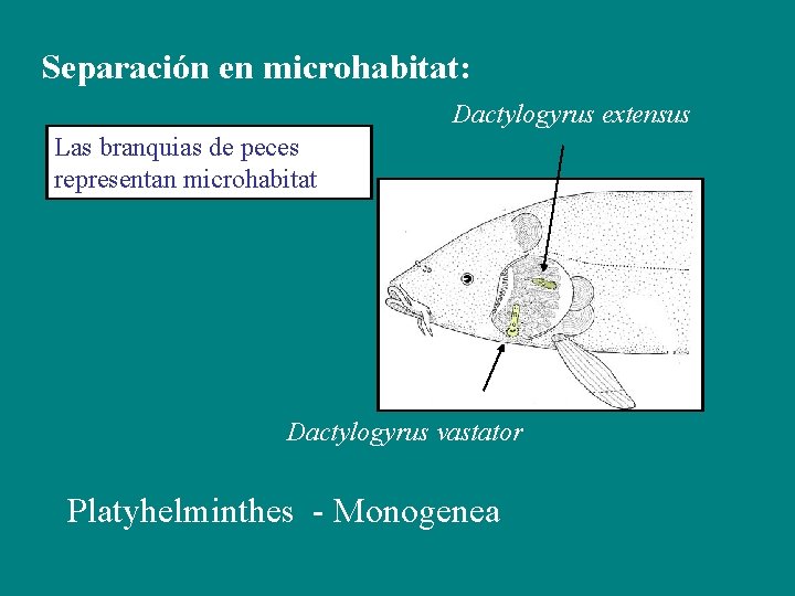 Separación en microhabitat: Dactylogyrus extensus Las branquias de peces representan microhabitat Dactylogyrus vastator Platyhelminthes