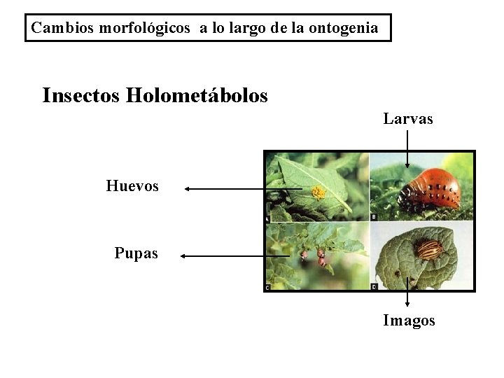 Cambios morfológicos a lo largo de la ontogenia Insectos Holometábolos Larvas Huevos Pupas Imagos