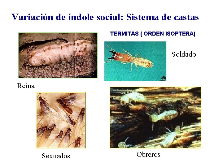 Variación de índole social: Sistema de castas TERMITAS ( ORDEN ISOPTERA) Soldado Reina Sexuados