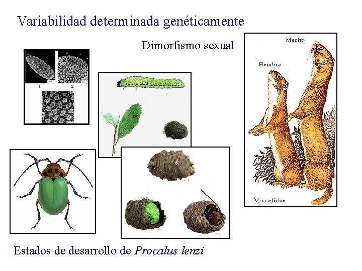 Variabilidad determinada genéticamente Dimorfismo sexual Estados de desarrollo de Procalus lenzi 