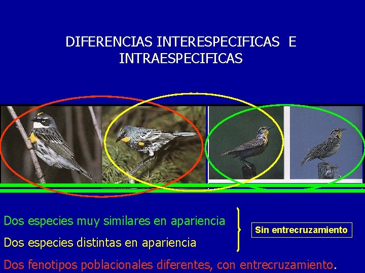 DIFERENCIAS INTERESPECIFICAS E INTRAESPECIFICAS Dos especies muy similares en apariencia Dos especies distintas en