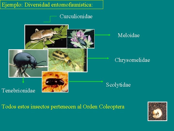 Ejemplo: Diversidad entomofaunística: Curculionidae Meloidae Chrysomelidae Tenebrionidae Scolytidae Todos estos insectos pertenecen al Orden