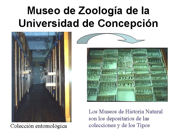 Museo de Zoología de la Universidad de Concepción Colección entomológica Los Museos de Historia