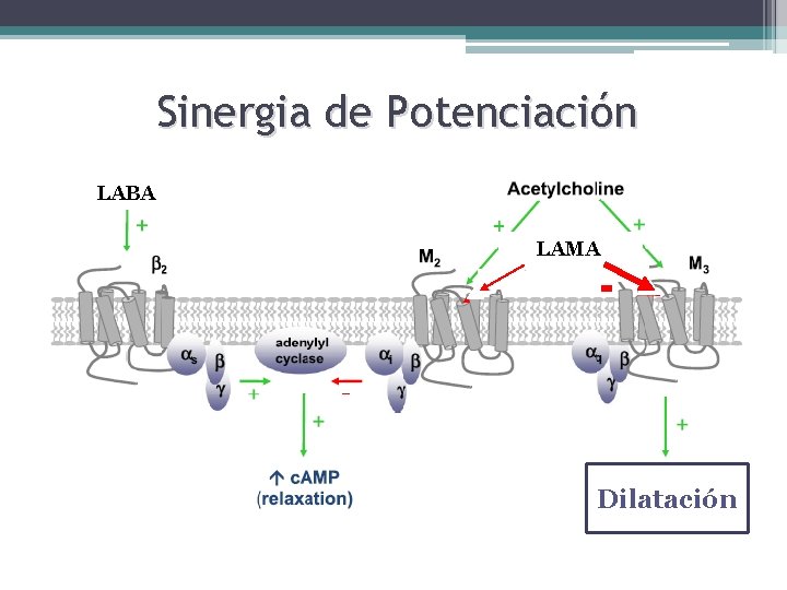 Sinergia de Potenciación LABA LAMA Dilatación 