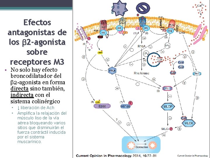 Efectos antagonistas de los 2 -agonista sobre receptores M 3 • No solo hay