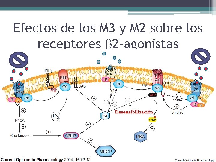 Efectos de los M 3 y M 2 sobre los receptores 2 -agonistas Desensibilización