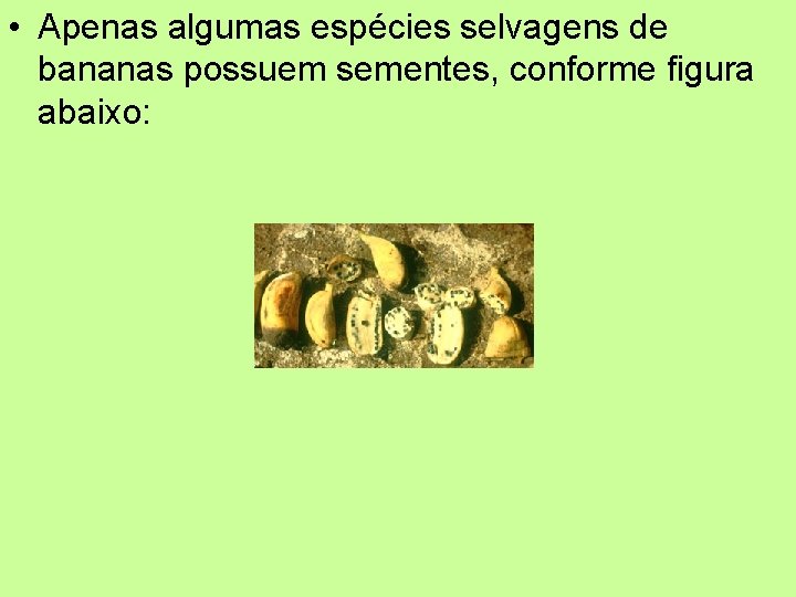  • Apenas algumas espécies selvagens de bananas possuem sementes, conforme figura abaixo: 