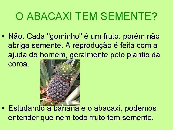 O ABACAXI TEM SEMENTE? • Não. Cada "gominho" é um fruto, porém não abriga