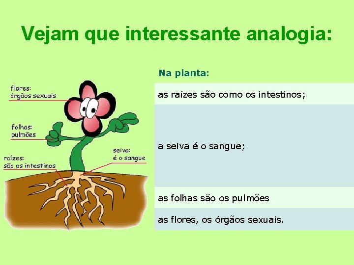Vejam que interessante analogia: Na planta: as raízes são como os intestinos; a seiva