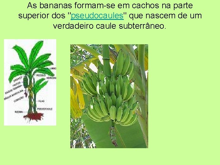 As bananas formam-se em cachos na parte superior dos "pseudocaules" que nascem de um