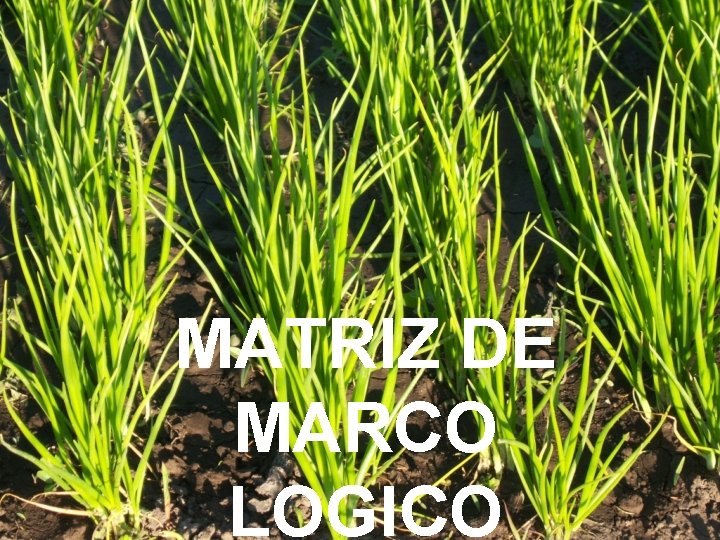 MATRIZ DE MARCO LOGICO 
