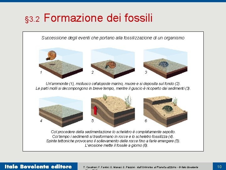 Formazione dei fossili § 3. 2 Successione degli eventi che portano alla fossilizzazione di