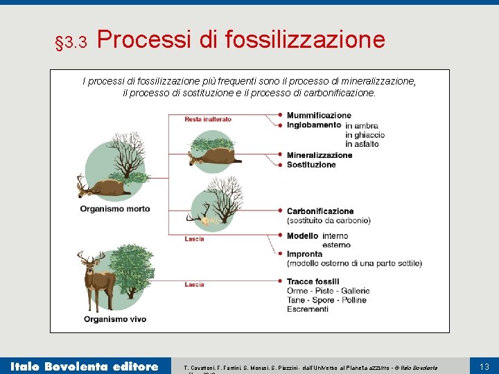 § 3. 3 Processi di fossilizzazione I processi di fossilizzazione più frequenti sono il