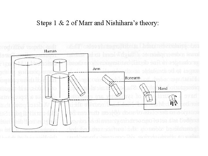 Steps 1 & 2 of Marr and Nishihara’s theory: 