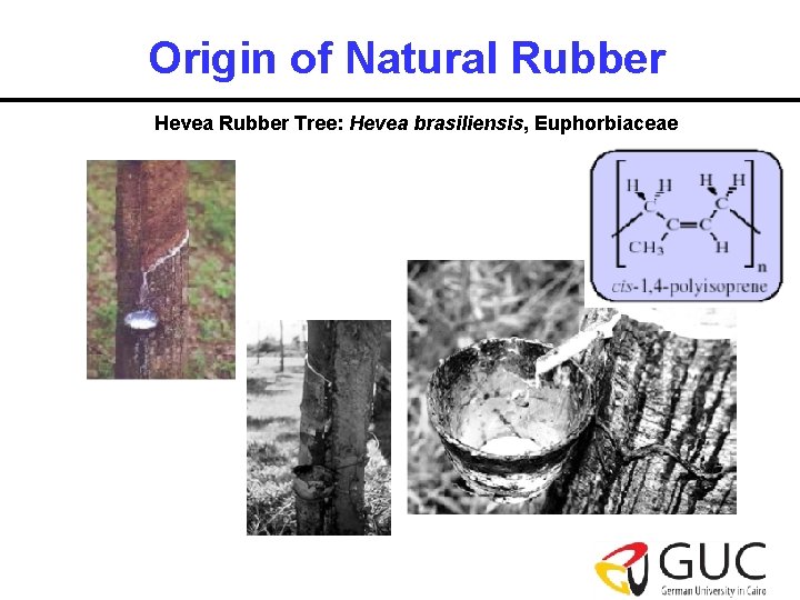 Origin of Natural Rubber Hevea Rubber Tree: Hevea brasiliensis, Euphorbiaceae 