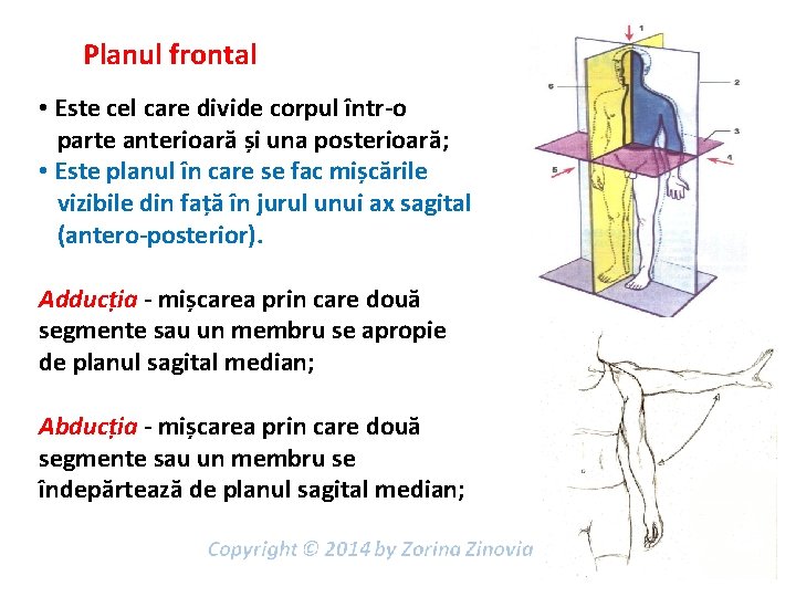 Planul frontal • Este cel care divide corpul într-o parte anterioară și una posterioară;