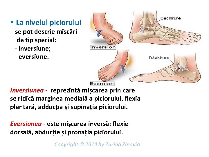 § La nivelul piciorului se pot descrie mișcări de tip special: - inversiune; -