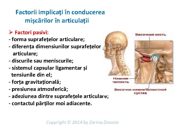 Factorii implicați în conducerea mișcărilor în articulații Ø Factori pasivi: - forma suprafețelor articulare;