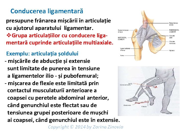 Conducerea ligamentară presupune frânarea mișcării în articulație cu ajutorul aparatului ligamentar. v. Grupa articulațiilor