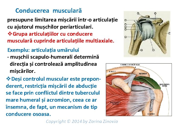 Conducerea musculară presupune limitarea mișcării într-o articulație cu ajutorul mușchilor periarticulari. v. Grupa articulațiilor