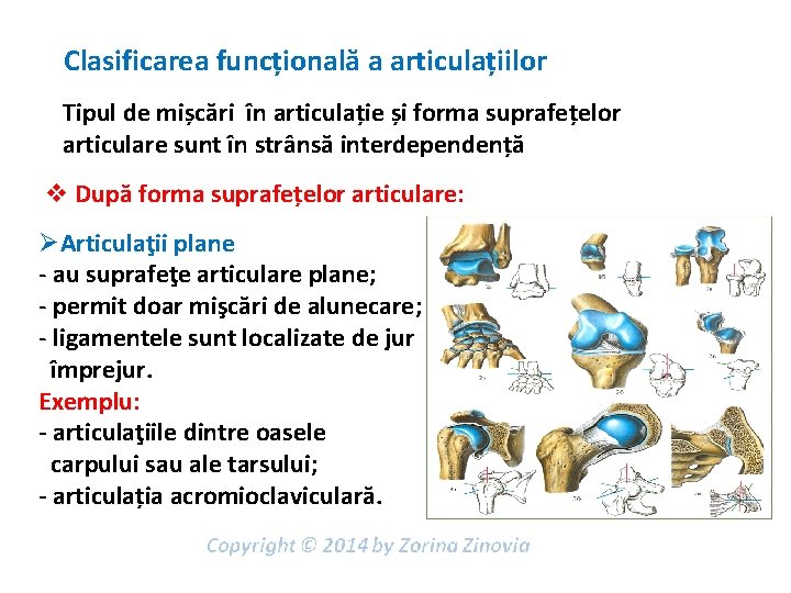 Clasificarea funcțională a articulațiilor Tipul de mișcări în articulație și forma suprafețelor articulare sunt