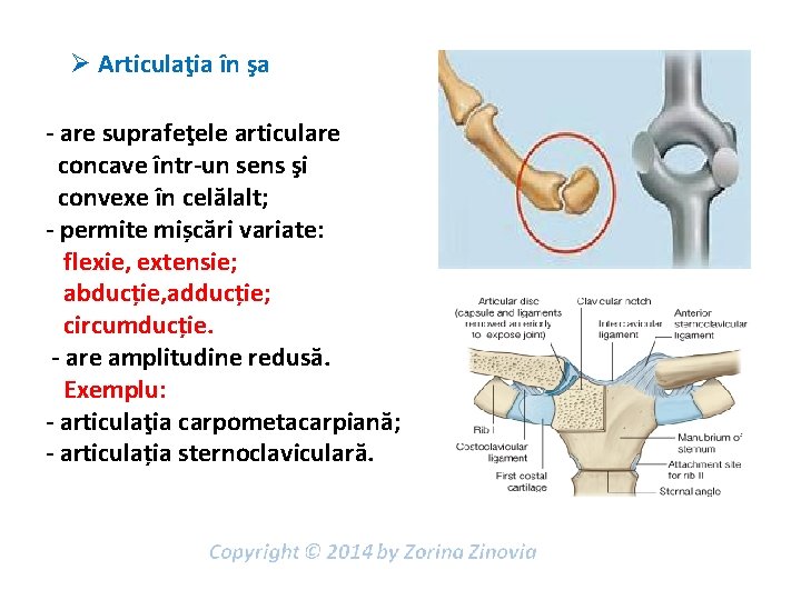 Ø Articulaţia în şa - are suprafeţele articulare concave într-un sens şi convexe în