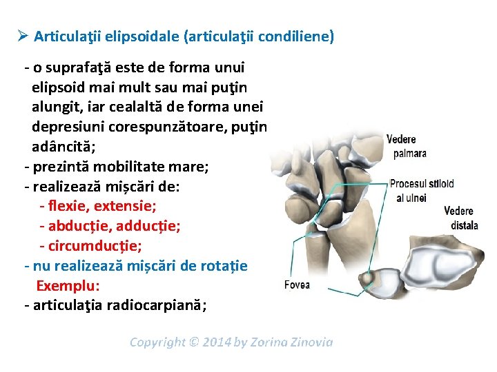 Ø Articulaţii elipsoidale (articulaţii condiliene) - o suprafaţă este de forma unui elipsoid mai