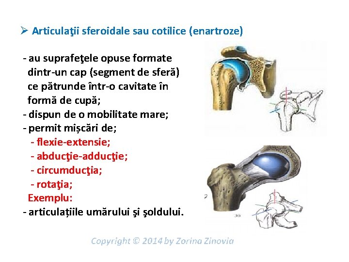 Ø Articulaţii sferoidale sau cotilice (enartroze) - au suprafeţele opuse formate dintr-un cap (segment
