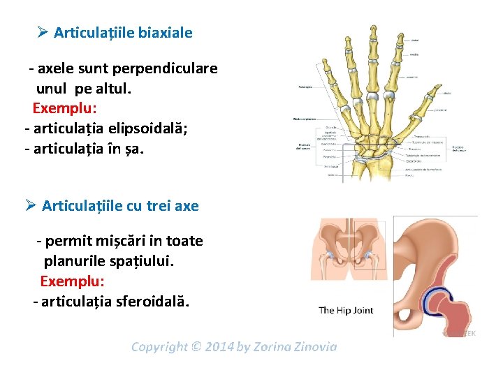 Ø Articulațiile biaxiale - axele sunt perpendiculare unul pe altul. Exemplu: - articulația elipsoidală;