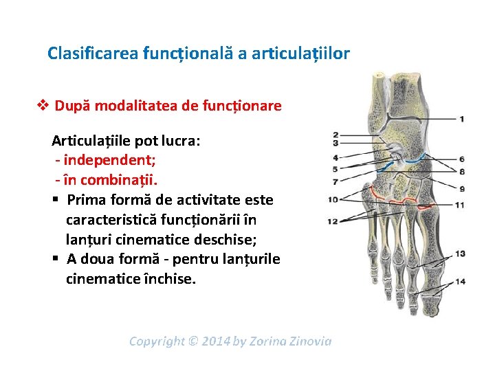 Clasificarea funcțională a articulațiilor v După modalitatea de funcționare Articulațiile pot lucra: - independent;