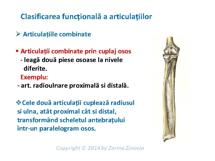 Clasificarea funcțională a articulațiilor Ø Articulațiile combinate § Articulații combinate prin cuplaj osos -