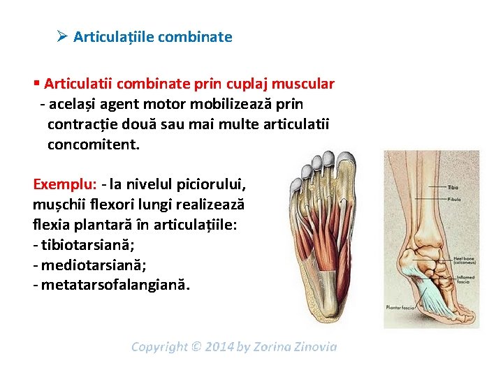 Ø Articulațiile combinate § Articulatii combinate prin cuplaj muscular - același agent motor mobilizează