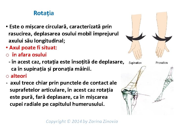 Rotația • Este o mișcare circulară, caracterizată prin rasucirea, deplasarea osului mobil împrejurul axului