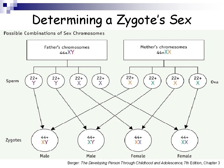 Determining a Zygote’s Sex Berger: The Developing Person Through Childhood and Adolescence, 7 th