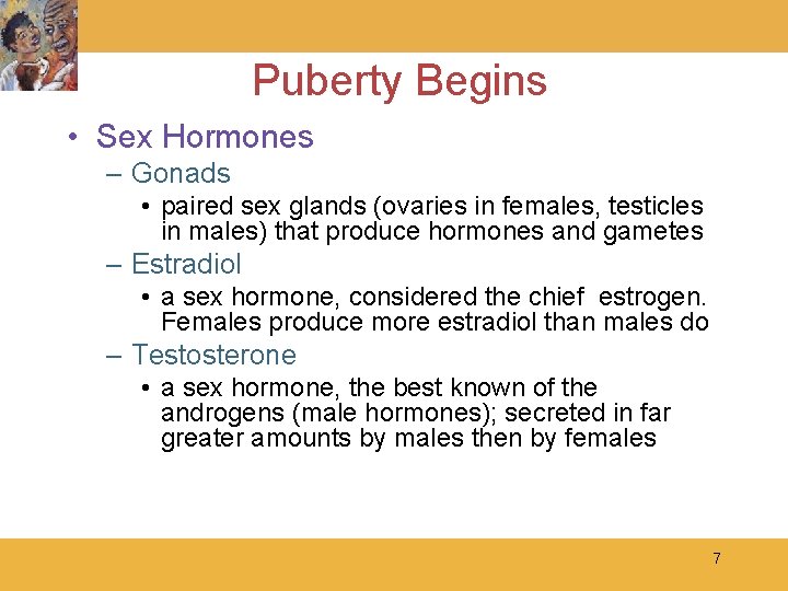 Puberty Begins • Sex Hormones – Gonads • paired sex glands (ovaries in females,