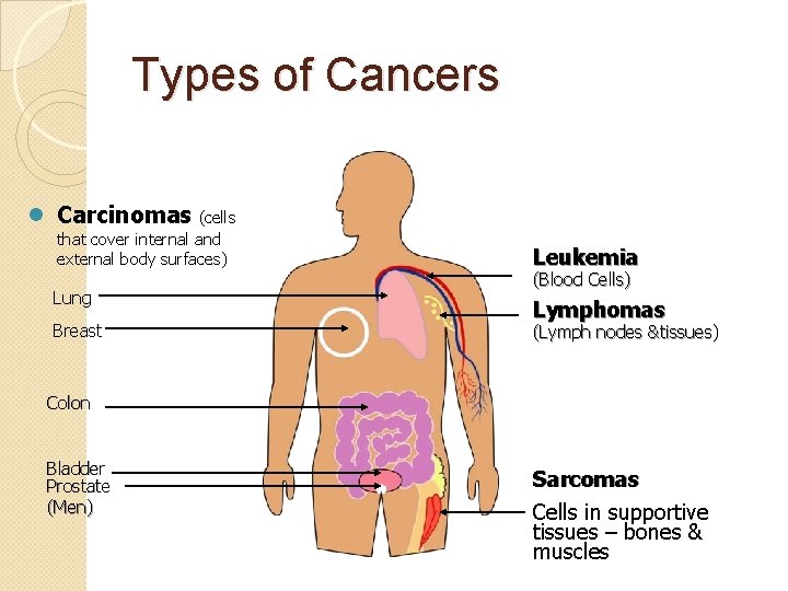 Types of Cancers l Carcinomas (cells that cover internal and external body surfaces) Lung