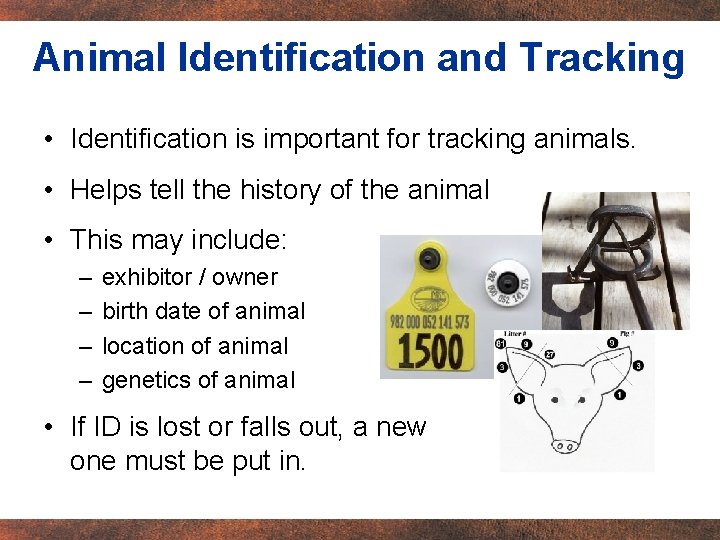 Animal Identification and Tracking • Identification is important for tracking animals. • Helps tell