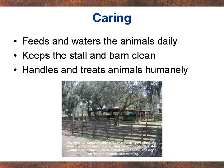 Caring • Feeds and waters the animals daily • Keeps the stall and barn