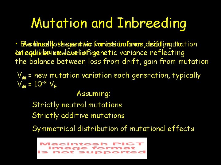 Mutation and Inbreeding • Eventually these two forces balance, leading to As lines lose