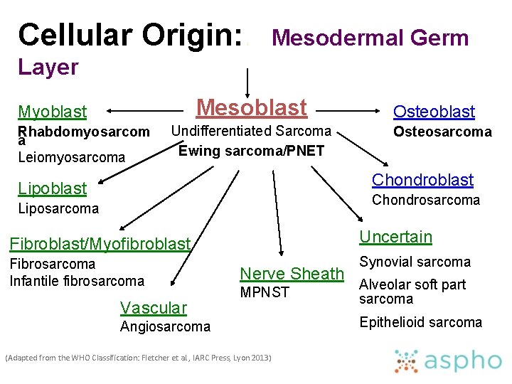 Cellular Origin: : Mesodermal Germ Layer Mesoblast Myoblast Rhabdomyosarcom a Leiomyosarcoma Undifferentiated Sarcoma Ewing