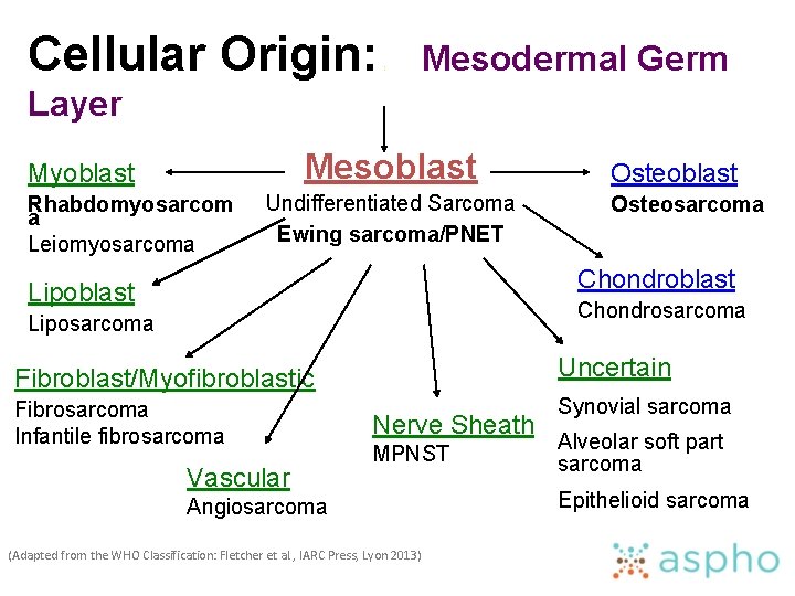 Cellular Origin: : Mesodermal Germ Layer Mesoblast Myoblast Rhabdomyosarcom a Leiomyosarcoma Undifferentiated Sarcoma Ewing