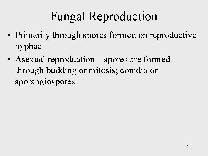 Fungal Reproduction • Primarily through spores formed on reproductive hyphae • Asexual reproduction –