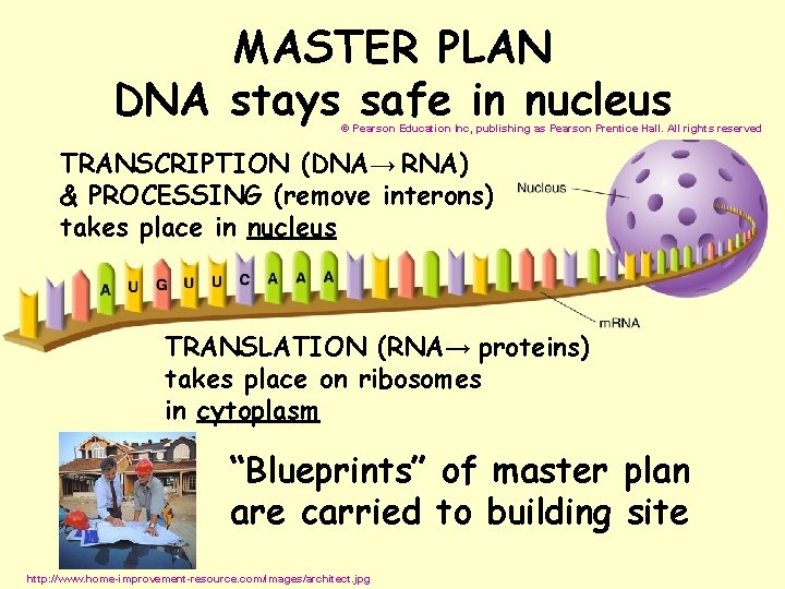 MASTER PLAN DNA stays safe in nucleus © Pearson Education Inc, publishing as Pearson