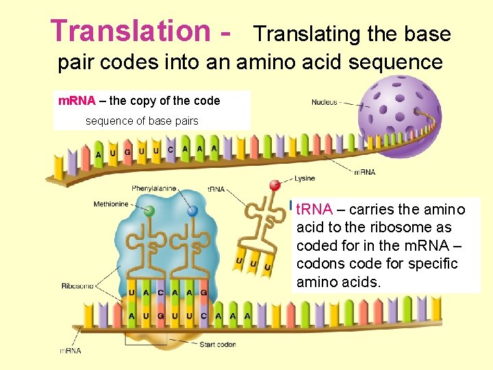 Translation - Translating the base pair codes into an amino acid sequence m. RNA