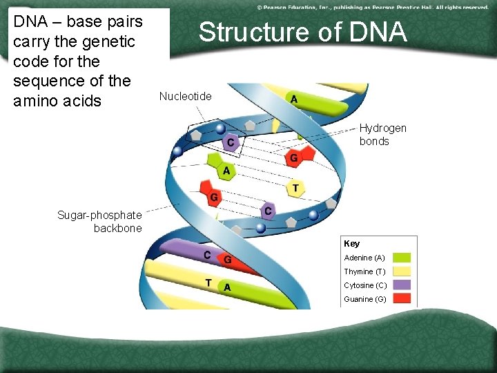 DNA – base pairs carry the genetic Section 12 -1 code for the sequence