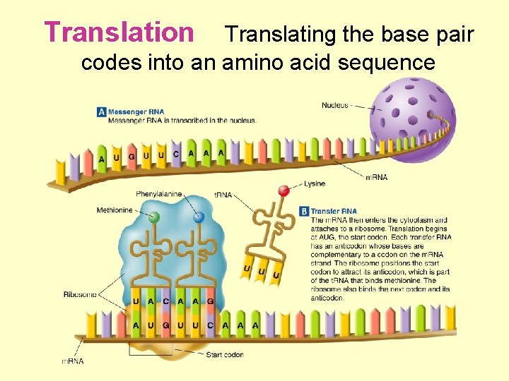 Translation Translating the base pair codes into an amino acid sequence 