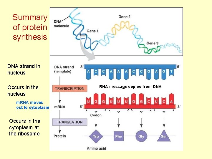 Summary of protein synthesis DNA strand in nucleus Occurs in the nucleus m. RNA