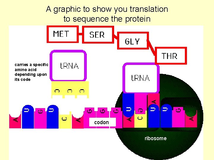 A graphic to show you translation to sequence the protein carries a specific amino