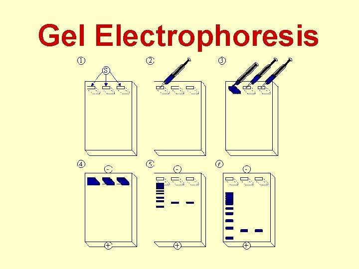  Gel Electrophoresis 