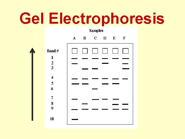  Gel Electrophoresis 